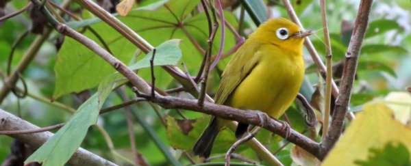 We can't stop staring at these 2 new bird species bending evolutionary definitions