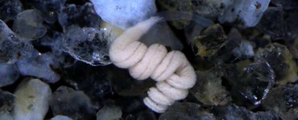 These bizarre worms have no mouth or gut, but have found a unique way to survive