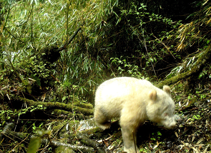 011 white albino panda china 1