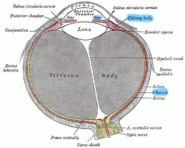 EyeAnatomyOfUvealTract