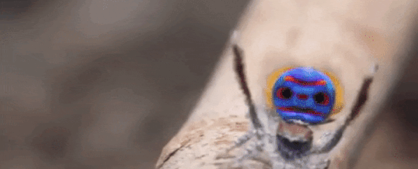Peacock spiders' colourful butts have a mesmerising secret - patches of 'super' black