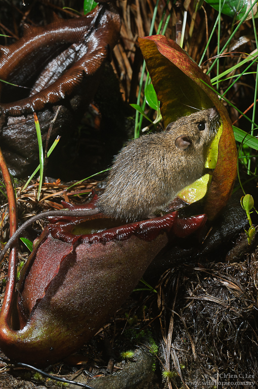 Rattus baluensis visiting Nepenthes rajah