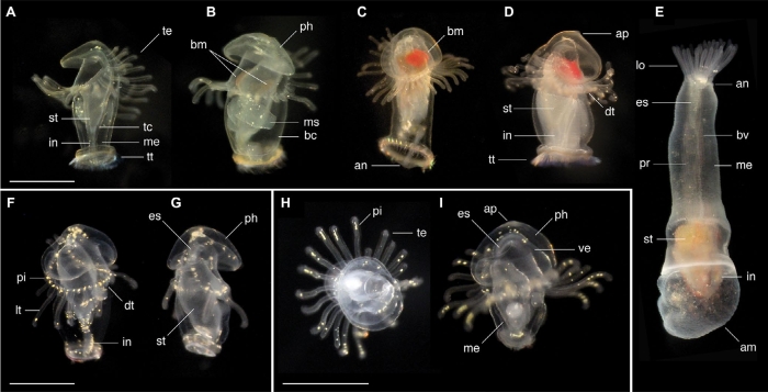 actinotrochs panama