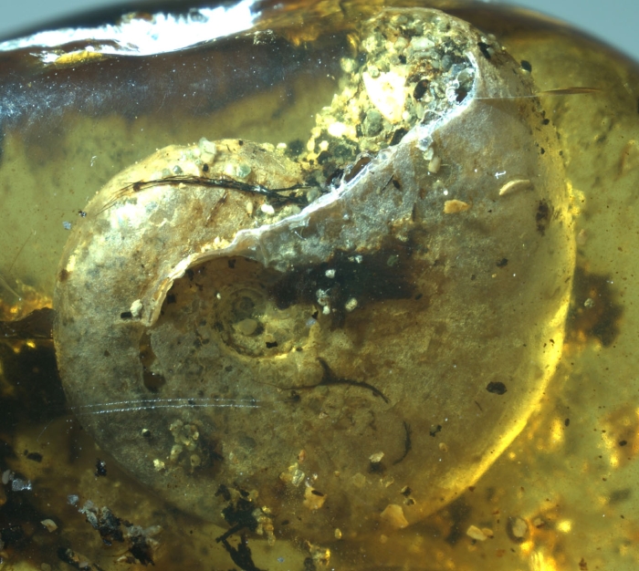 amber ammonite