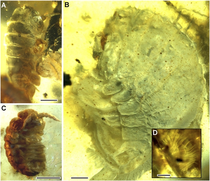 amber isopods