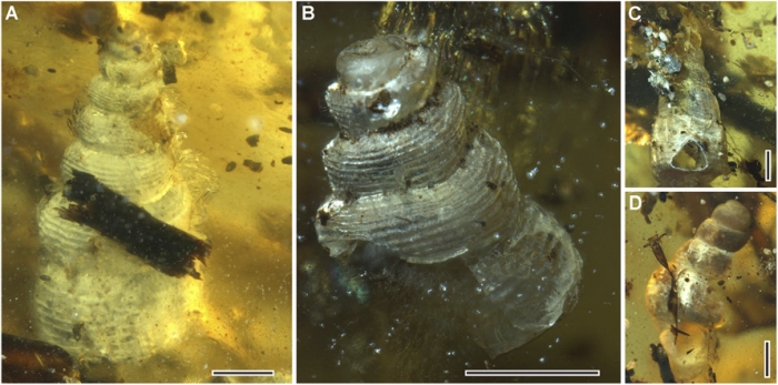 amber sea snails