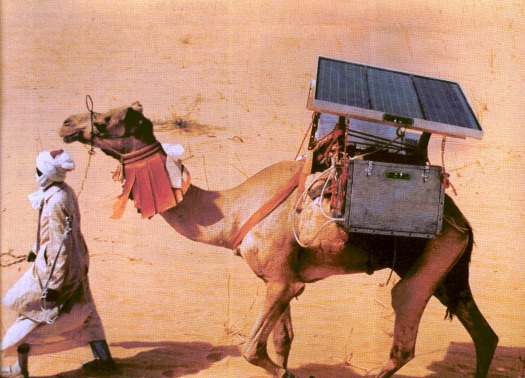 camel vaccine transport
