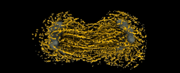 This is the first-ever detailed model of stem cell division, and it's breathtaking