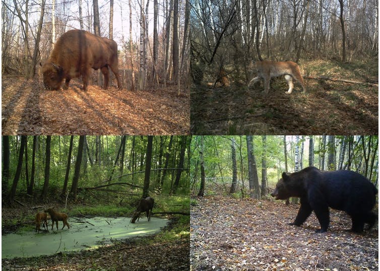 Bisonte europeo, lince boreale, alce e orso bruno fotografati all'interno della zona di esclusione di Chernobyl (Ucraina). (Proyecto TREE / Sergey Gaschack)