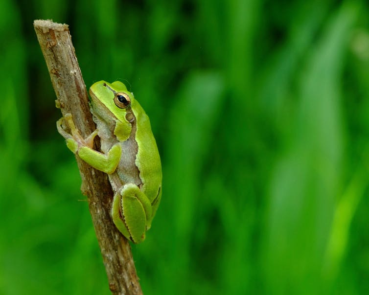 An oriental treefrog. (Germán Orizaola)