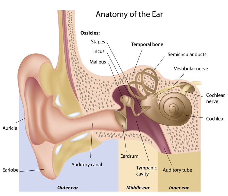 The vestibular nerve in our ear is central to our balance. (Shutterstock)