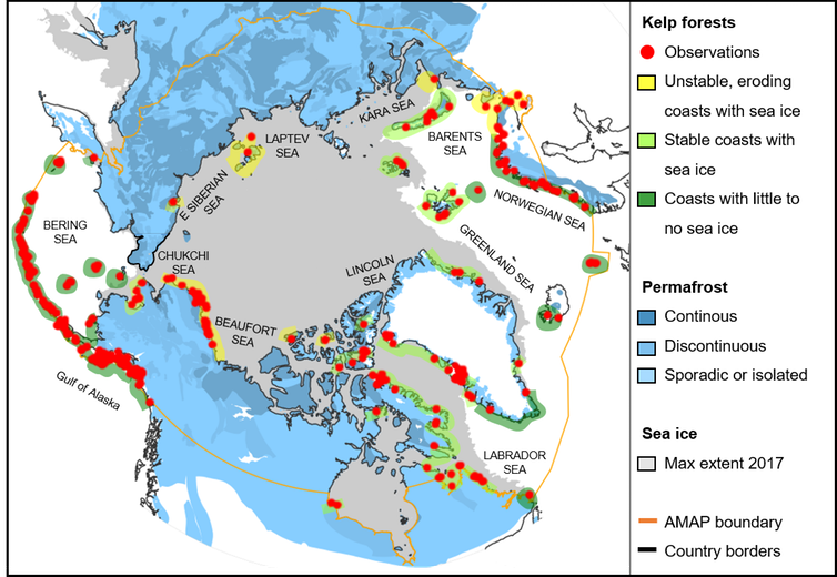 Locations of kelp forests in the Arctic. Based on 1,179 scientific records. (Karen Filbee-Dexter, Author provided)