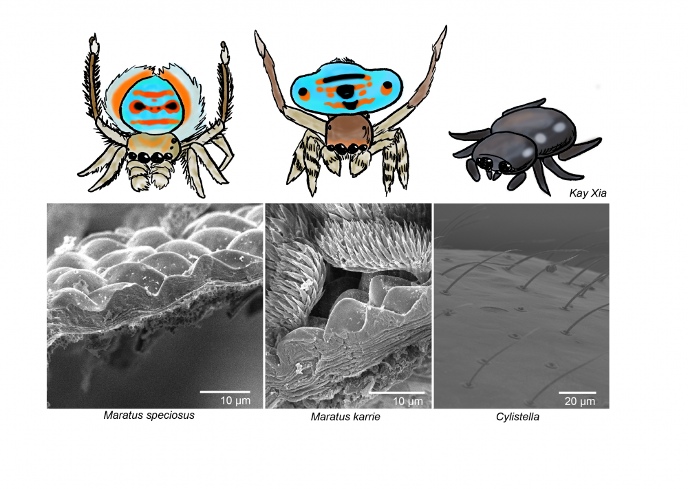 peacock spiders Proceedings B image credit kay xia