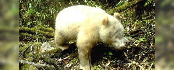 These breathtaking photos are the first known sighting of an albino giant panda