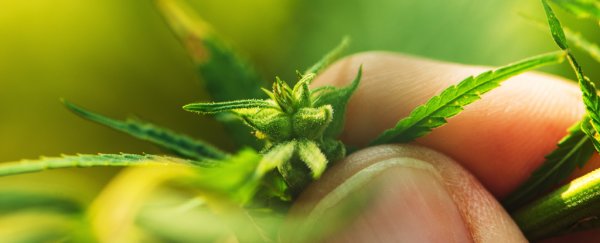 Scientists might have just found where cannabis originally came from