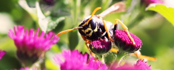 Wasps just became the first known insects who can reason using logic