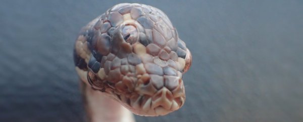 A three-eyed snake has been discovered in a small Australian town