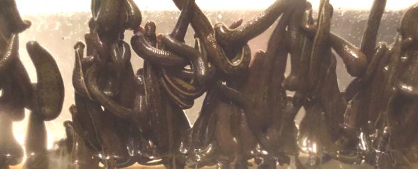 Man busted at Canadian airport with almost 5,000 live leeches in a grocery bag