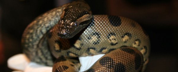 An anaconda in the US has impregnated herself and given birth without male contact