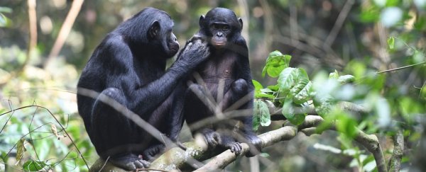 Think your mom is too much? Bonobo mothers get really involved in their sons' sex lives