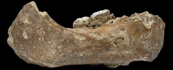 Jawbone of a mysterious Denisovan has been discovered in a remote cave in Tibet