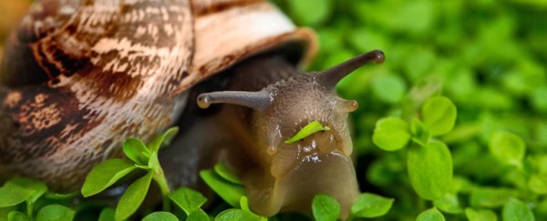 Do snails fart? A behavioural ecologist answers this burning question