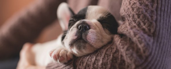 A vicious dog disease has broken out in the US, and humans are at risk too