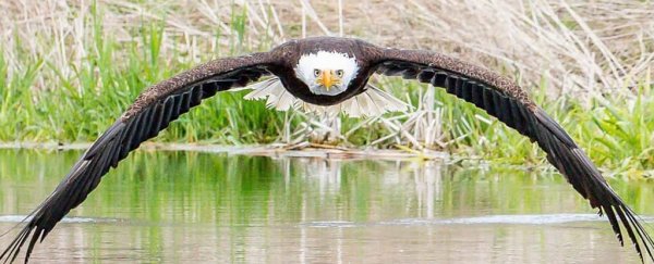 This incredibly rare photo of a bald eagle and its reflection is stunning the world