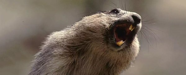 A couple in Mongolia has died of the plague after eating raw animal innards