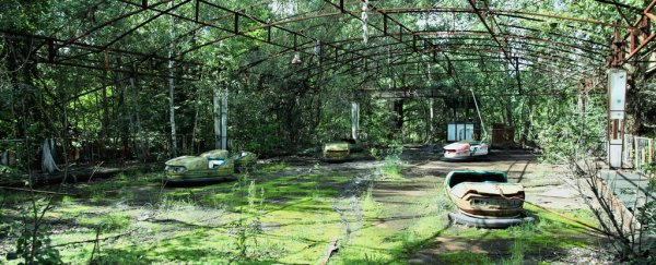 The worst nuclear accident in history turned Chernobyl into something nobody expected