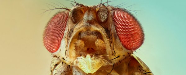 Scientists are trying to gene-hack new animals for research, but there's a problem