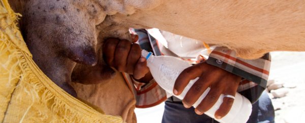 Camel milk has an intriguing effect on inflammation associated with type 2 diabetes