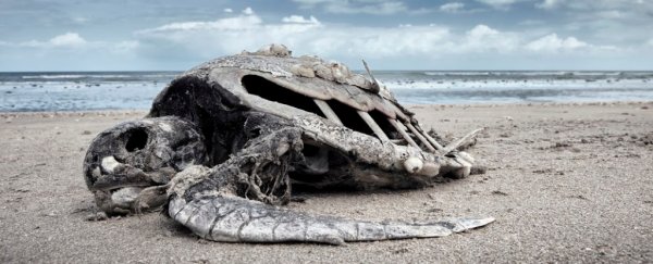 UN warns of 'biological annihilation' as the 6th extinction event unfolds on our planet
