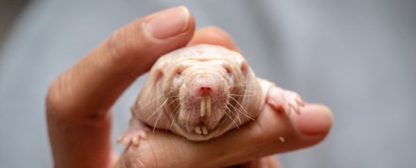 These freaky African rats don't feel pain, and could help us move away from opioids