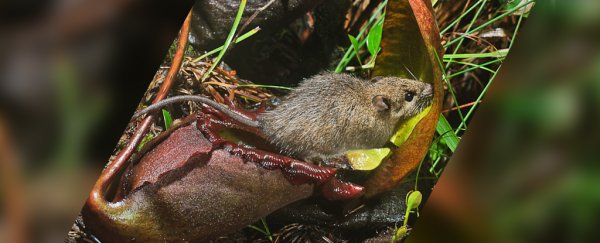 This carnivorous plant evolved to also be a rodent toilet. We're not making this up