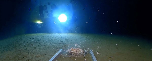 Explorer Goes Deeper Than Humans Have Gone Before to Find Our Trash Got There First