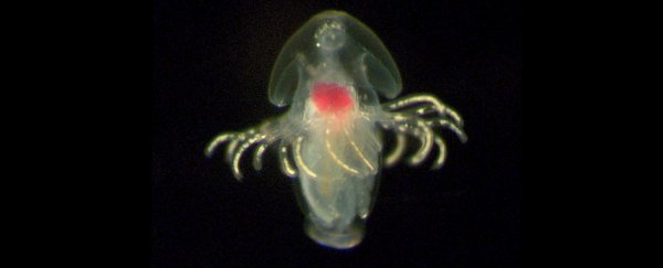 Biologists discover mystery marine larvae, and they don't know what they'll grow into