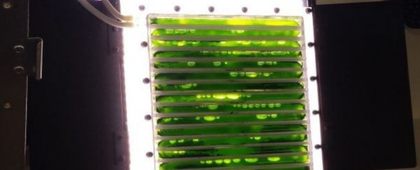 The ISS now has an experimental 'life-supporting' algae bioreactor on board