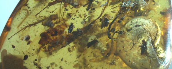 Scientists discover something remarkable trapped in amber: ancient sea creatures