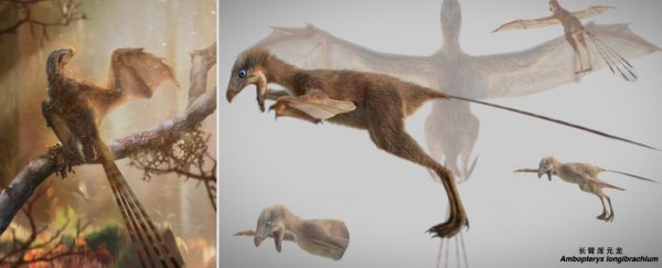 This strange Jurassic dinosaur had wings like a bat, not a bird