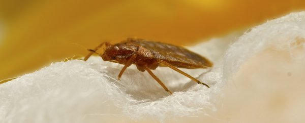 Bed bugs are so ancient, dinosaurs were still walking the planet when they evolved