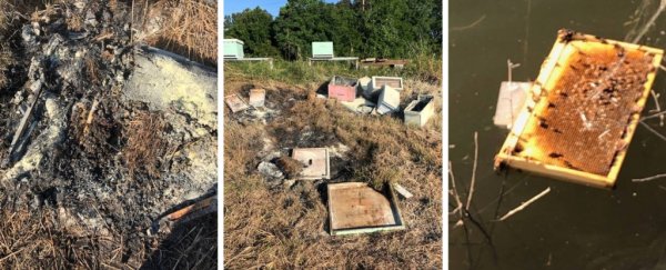 Someone deliberately set fire to beehives in Texas, killing half a million bees