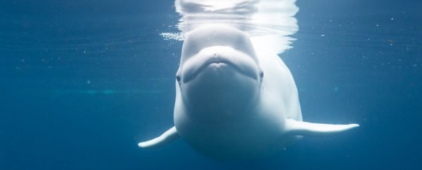 Someone is now claiming they recognise the "Russian spy whale" from 2008