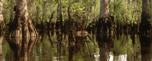 A 2,624-year-old tree has just been found growing in a swamp in America