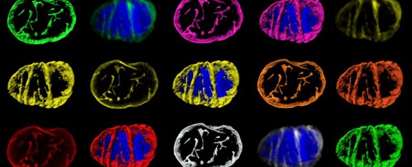 For the first time ever, scientists observe the complex messaging system of cells