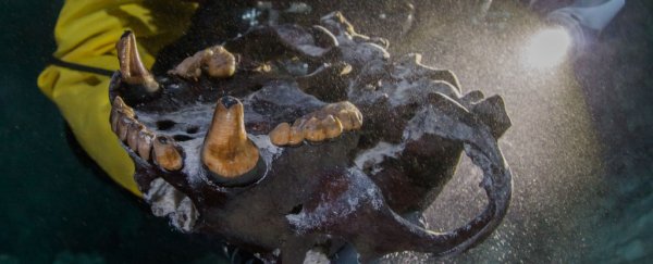 Bones of giant ice age bear and ancient humans discovered in underwater Mexican cave