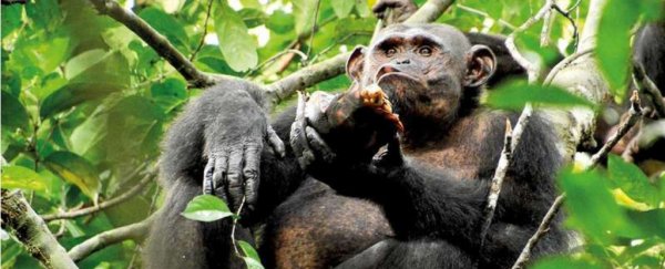 For the first time, Chimpanzees have been spotted smashing open and eating tortoises