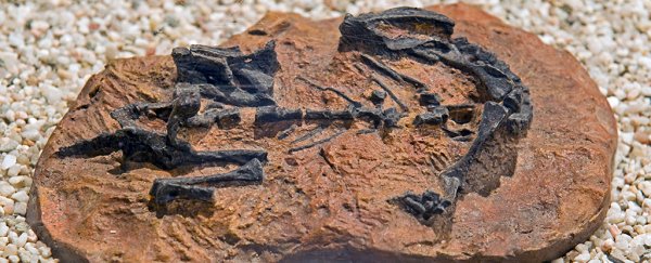 Scientist think this dinosaur crawled before it walked, just like a human baby