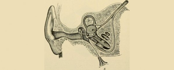 This is what it looks like if you get a tick stuck in your ear