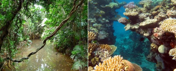 While we scramble to save the Great Barrier Reef, Earth's oldest rainforest vanishes nearby